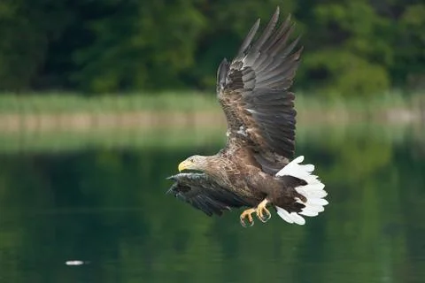 White tailed Eagle Catching eel Raptor Lake Hunting Stock Photos