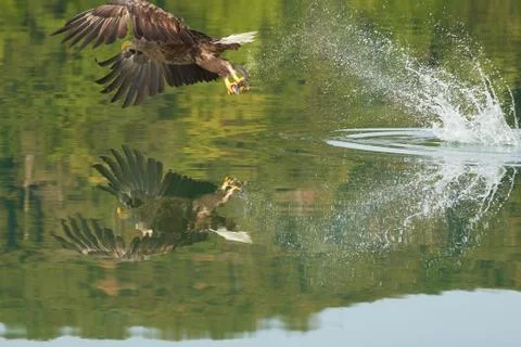 White tailed Eagle Catching eel Raptor Lake Hunting Stock Photos