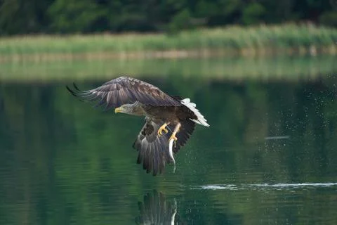 White tailed Eagle Catching eel Raptor Lake Hunting Stock Photos