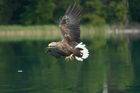 White tailed Eagle Catching eel Raptor Lake Hunting Stock Photos