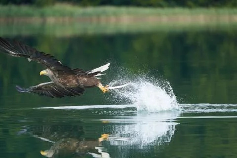 White tailed Eagle Catching eel Raptor Lake Hunting Stock Photos