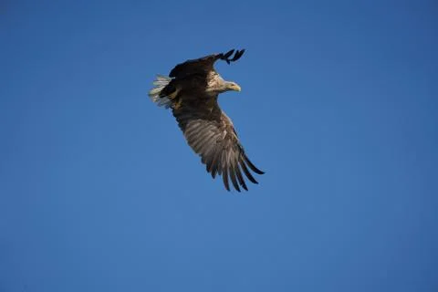 White tailed Eagle Catching eel Raptor Lake Hunting Stock Photos