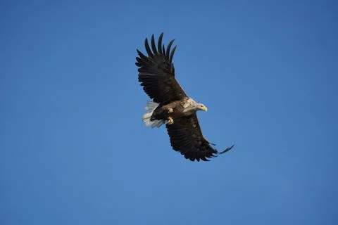 White tailed Eagle Catching eel Raptor Lake Hunting Stock Photos