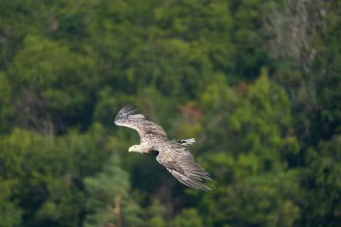 White tailed Eagle Catching eel Raptor Lake Hunting Stock Photos
