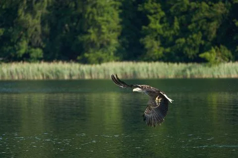 White tailed Eagle Catching eel Raptor Lake Hunting Stock Photos