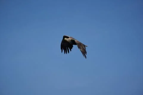 White tailed Eagle Catching eel Raptor Lake Hunting Stock Photos
