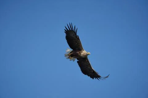 White tailed Eagle Catching eel Raptor Lake Hunting Stock Photos