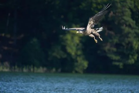 White tailed Eagle Catching eel Raptor Lake Hunting Stock Photos