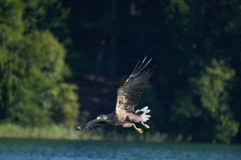 White tailed Eagle Catching eel Raptor Lake Hunting Stock Photos