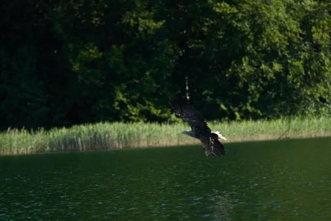 White tailed Eagle Catching eel Raptor Lake Hunting Stock Photos