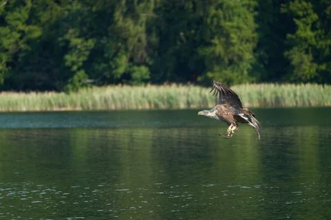 White tailed Eagle Catching eel Raptor Lake Hunting Stock Photos