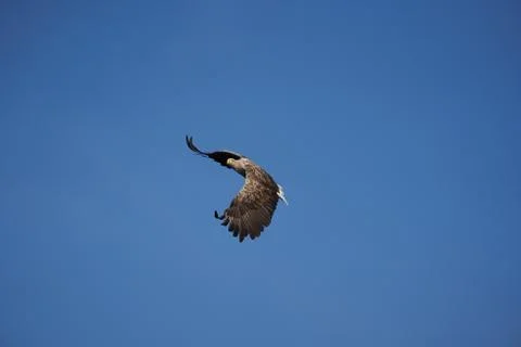 White tailed Eagle Catching eel Raptor Lake Hunting Stock Photos