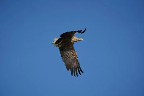 White tailed Eagle Catching eel Raptor Lake Hunting Stock Photos
