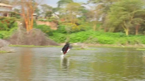White-tailed Eagle catching fish out of the water. Stock Footage 41639125