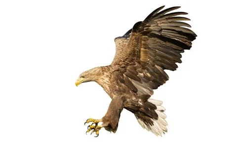 White-tailed eagle catching prey with talons isolated on white background Stock Photos