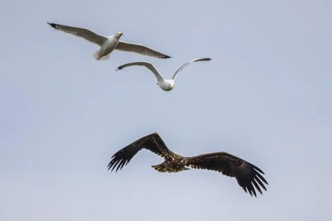 White-tailed eagle chased by gulls Stock Photos