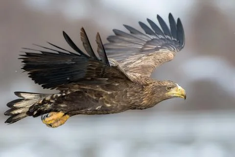 White tailed eagle close up in flight Stock Photos