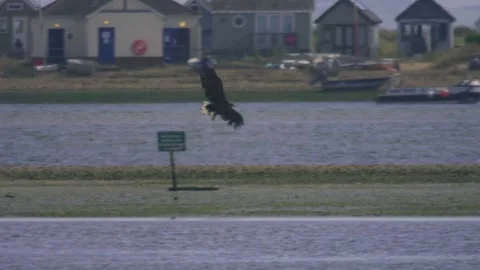 White-Tailed Eagle Descending to Land in Coastal Habitat in Slow Motion Stock Footage 345939045
