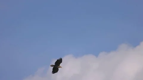 White-tailed eagle diving down, 4K slomo Stock Footage 170832222
