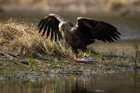 White-tailed eagle dragging a fish out of water after successful hunt Stock Photos