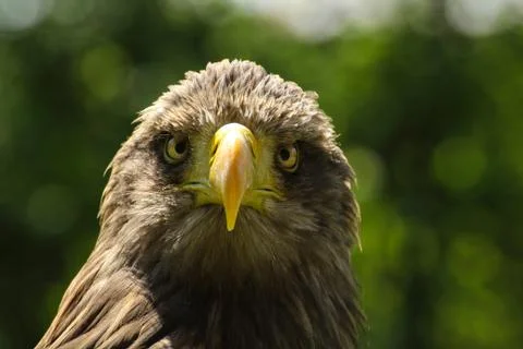 White-tailed eagle, eagle sea Stock Photos