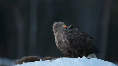 White-tailed Eagle at early morning Stock Footage 10572017