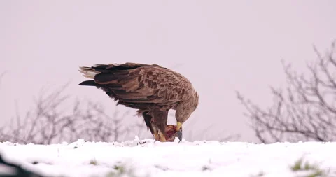 White-tailed eagle eating fish head of snowy ground as Eurasian magpie walk Stock Footage 266154922