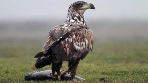 White Tailed Eagle Eating Fish On Green Land Stock Footage 322210694