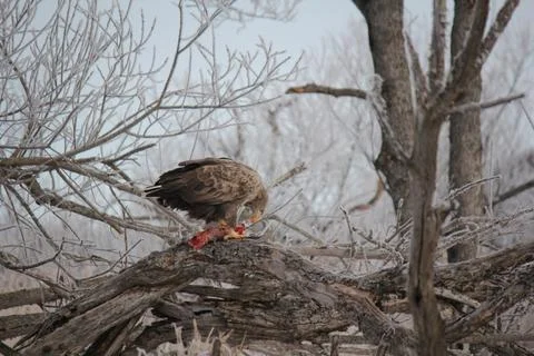 White-tailed eagle eating its prey Stock Photos