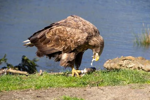 White tailed eagle eating its prey. Stock Photos