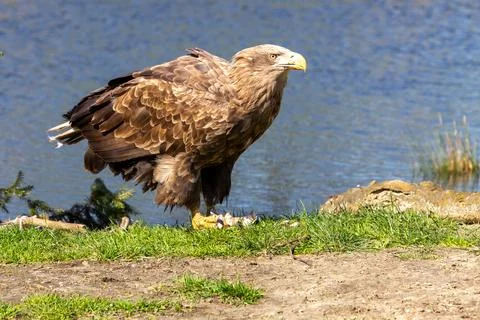 White tailed eagle eating its prey. Stock Photos