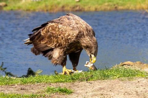 White tailed eagle eating its prey. Foto stock