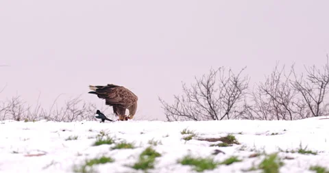 White-tailed eagle eating on the snowy ground while Eurasian magpie jumps around Stock Footage 266155029