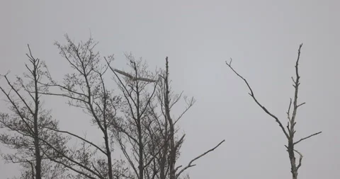 White-tailed eagle emerges from behind trees, 4K slomo Stock Footage 168135968