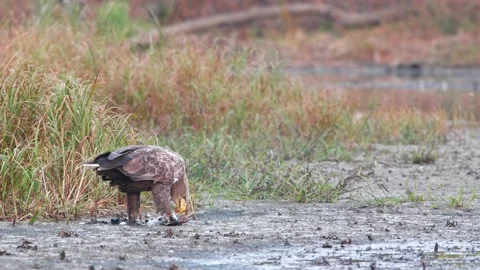 White-tailed eagle feeding on a kill on caught fish in autumn nature. Stock Footage 145940978