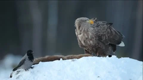 White-tailed eagle feeding on a red fox carcass Stock Footage 10568847