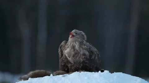 White-tailed eagle feeding on a red fox carcass Stock Footage 10573636