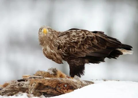 White-tailed eagle feeding on a Red Fox in winter Stock Photos