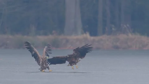 White tailed eagle fight on the ice (Haliaeetus albicilla) 動画素材 313084120