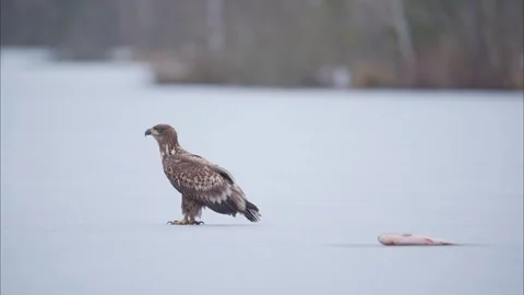 White tailed eagle with a fish (Haliaeetus albicilla) 動画素材 313083405