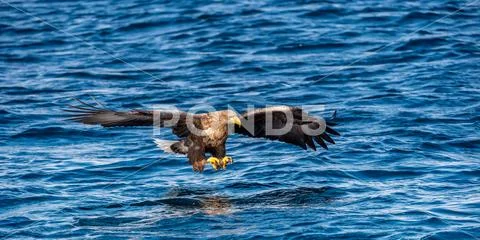 White-tailed eagle fishing. Blue Ocean Background. Scientific name: Haliaeetu Stock Photos