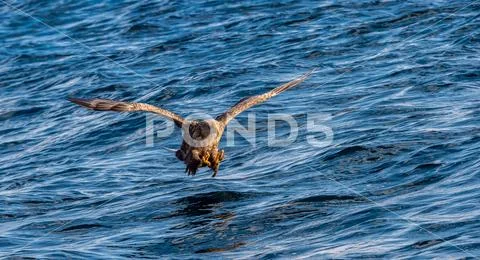 White-tailed eagle fishing. Blue Ocean Background. Scientific name: Haliaeetu Stock Photos