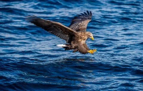 White-tailed eagle fishing. Blue Ocean Background. Scientific name: Haliaeetu Stock Photos
