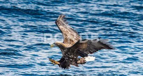 White-tailed eagle fishing. Blue Ocean Background. Scientific name: Haliaeetu Stock Photos