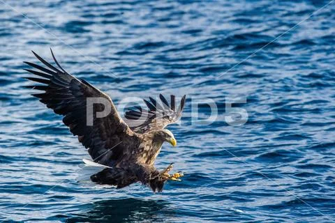 White-tailed eagle fishing. Blue Ocean Background. Scientific name: Haliaeetu Stock Photos