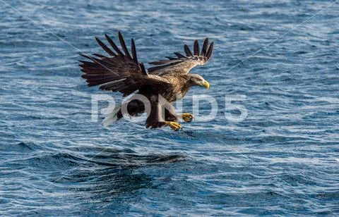 White-tailed eagle fishing. Blue Ocean Background. Scientific name: Haliaeetu Stock Photos