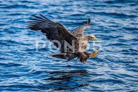 White-tailed eagle fishing. Blue Ocean Background. Scientific name: Haliaeetu Stock Photos