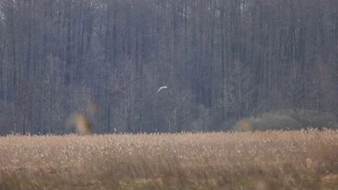 White-tailed eagle flies against the forest wall, 4K slomo Stock Footage 176250962