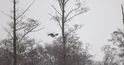 White-tailed eagle flies between trees, 4K slomo Stock Footage 168135028