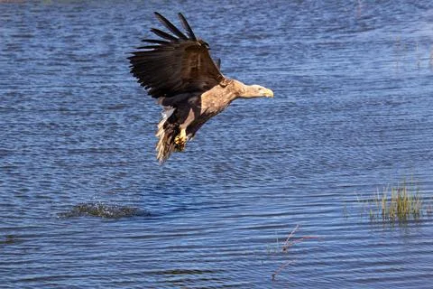 White-tailed eagle flies with its prey towards the shoreline. Stock Photos
